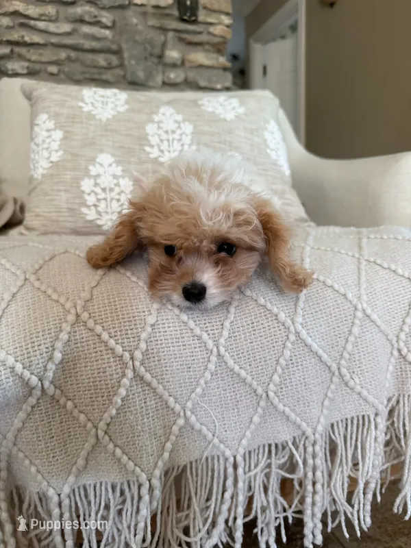 Yellow collar  – Cavapoo puppy for sale in Kerrville, TX