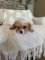 Yellow collar , a male Cavapoo for sale in Kerrville, TX – 1 of 8