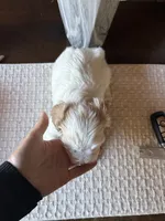 Winston, a male Cavachon for sale in Kerrville, TX – 4 of 5