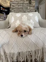 Yellow collar , a male Cavapoo for sale in Kerrville, TX – 6 of 8