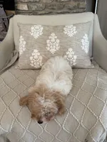 Yellow collar , a male Cavapoo for sale in Kerrville, TX – 4 of 8