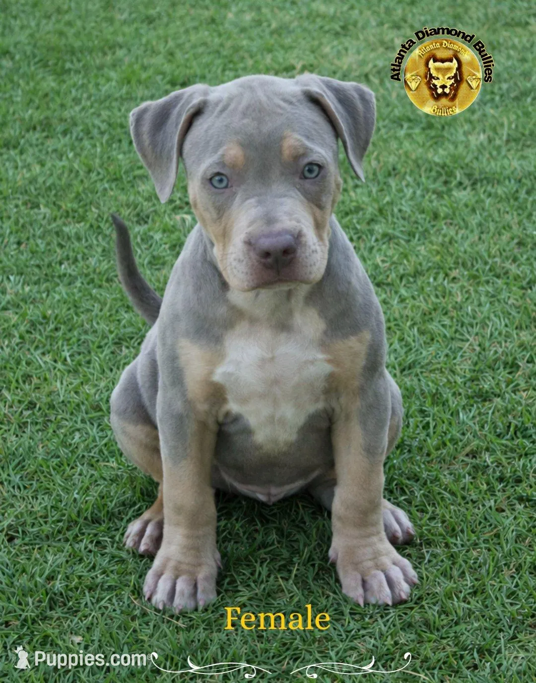 Gold – American Bully puppy for sale in Powder Springs, GA