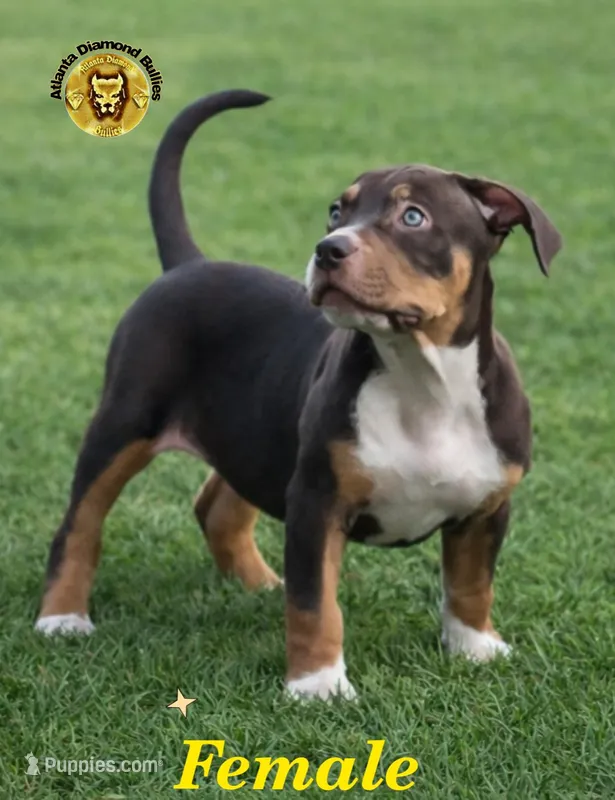 Yellow – American Bully puppy for sale in Powder Springs, GA