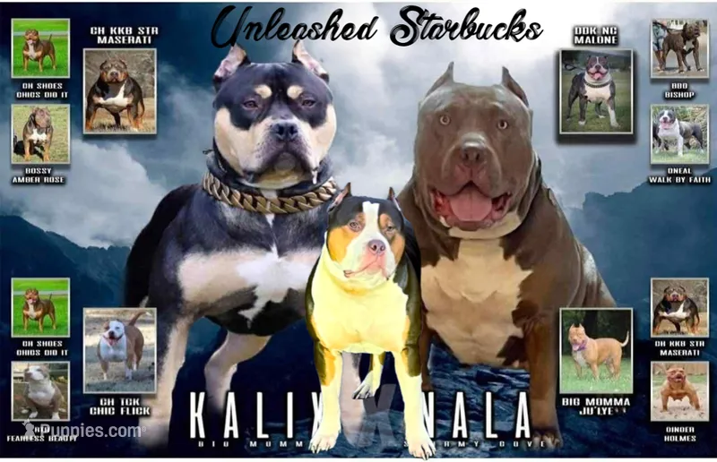 Yellow – American Bully puppy for sale in Powder Springs, GA