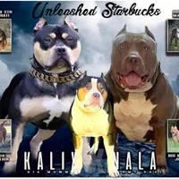 Yellow, a female American Bully for sale in Powder Springs, GA – Photo 2 of 3