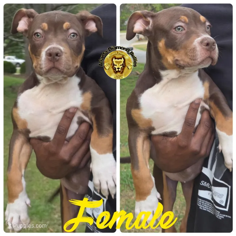 Yellow – American Bully puppy for sale in Powder Springs, GA