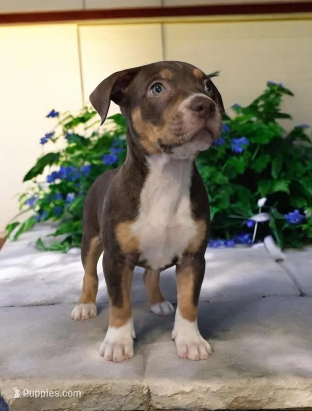 Yellow – American Bully puppy for sale in Powder Springs, GA