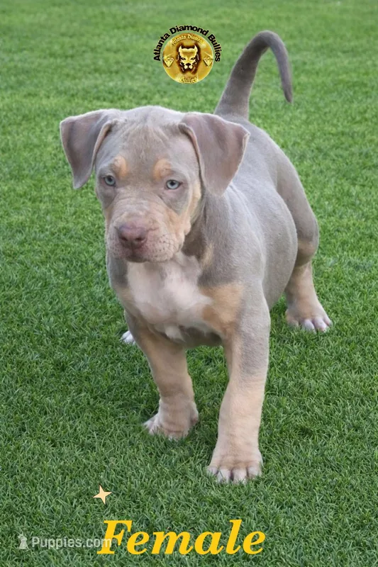 Gold – American Bully puppy for sale in Powder Springs, GA