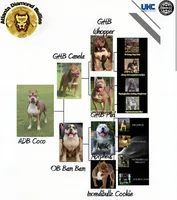 Gold, a female American Bully for sale in Powder Springs, GA – Photo 3 of 3