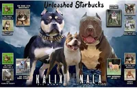 Gold, a female American Bully for sale in Powder Springs, GA – Photo 2 of 3