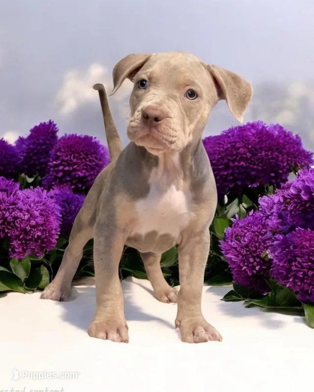 Gold – American Bully puppy for sale in Powder Springs, GA