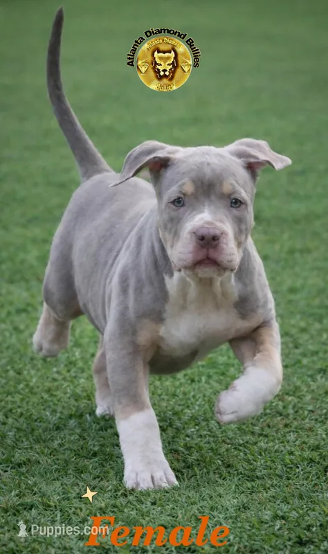 Orange – American Bully puppy for sale in Powder Springs, GA