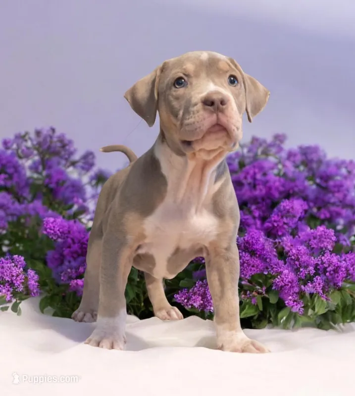 Orange – American Bully puppy for sale in Powder Springs, GA
