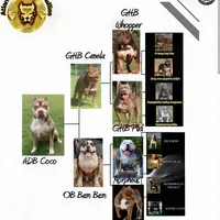 Orange, a female American Bully for sale in Powder Springs, GA – Photo 2 of 3