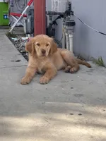 Buddie, a male Golden Retriever for sale in San Bernardino, CA – Photo 2 of 4