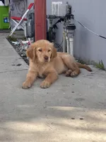 Buddie, a male Golden Retriever for sale in San Bernardino, CA – Photo 3 of 4