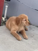 Buddie, a male Golden Retriever for sale in San Bernardino, CA – Photo 1 of 4