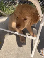 Buddie, a male Golden Retriever for sale in San Bernardino, CA – Photo 4 of 4