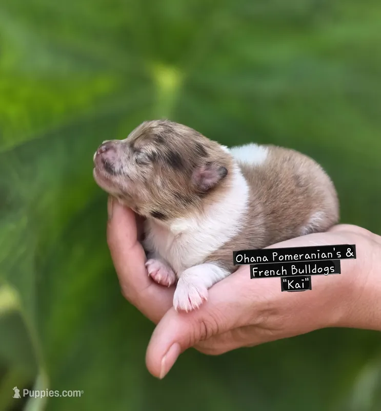 Kai – Pomeranian puppy for sale in Enid, OK