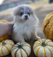 Leilani, a female Pomeranian for sale in Enid, OK – 4 of 8