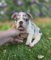 Axel, a male French Bulldog for sale in Enid, OK – 2 of 10