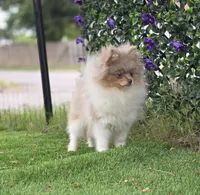 Picasso, a male Pomeranian for sale in Enid, OK – 6 of 7
