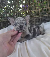Bam Bam , a male French Bulldog for sale in Enid, OK – 3 of 8