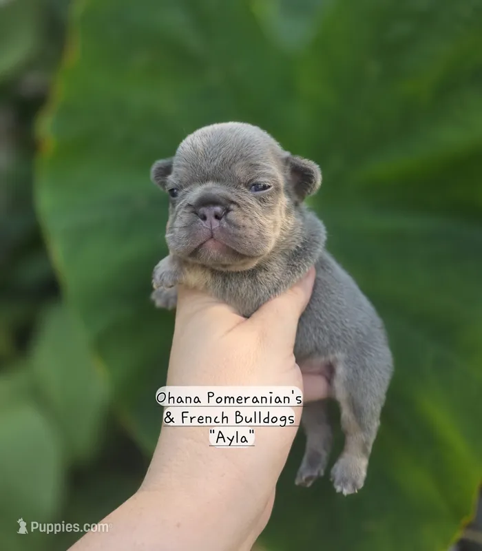 Ayla – French Bulldog puppy for sale in Enid, OK