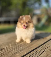 Koa, a male Pomeranian for sale in Enid, OK – 4 of 6