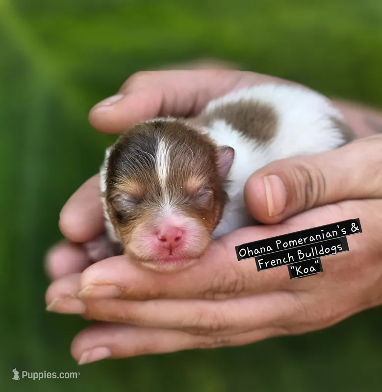 Koa – Pomeranian puppy for sale in Enid, OK