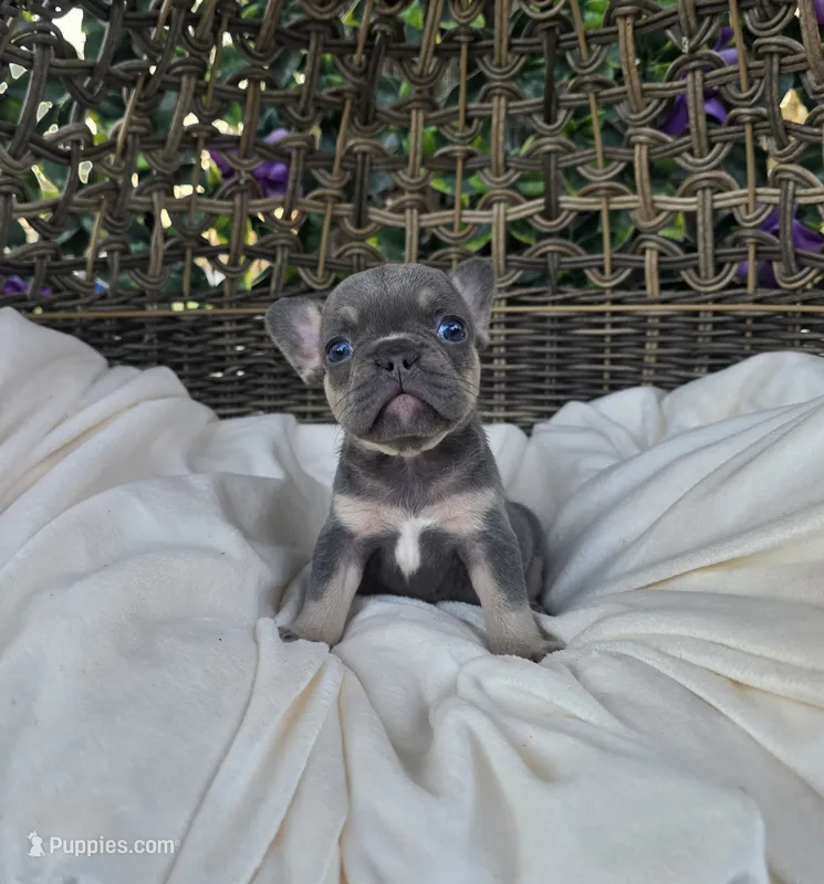 Ayla – French Bulldog puppy for sale in Enid, OK