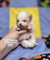 Luka, a male Pomeranian for sale in Enid, OK – 1 of 4
