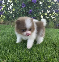 Bugatti , a male Pomeranian for sale in Enid, OK – 3 of 8