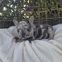 Bam Bam , a male French Bulldog for sale in Enid, OK – 7 of 8