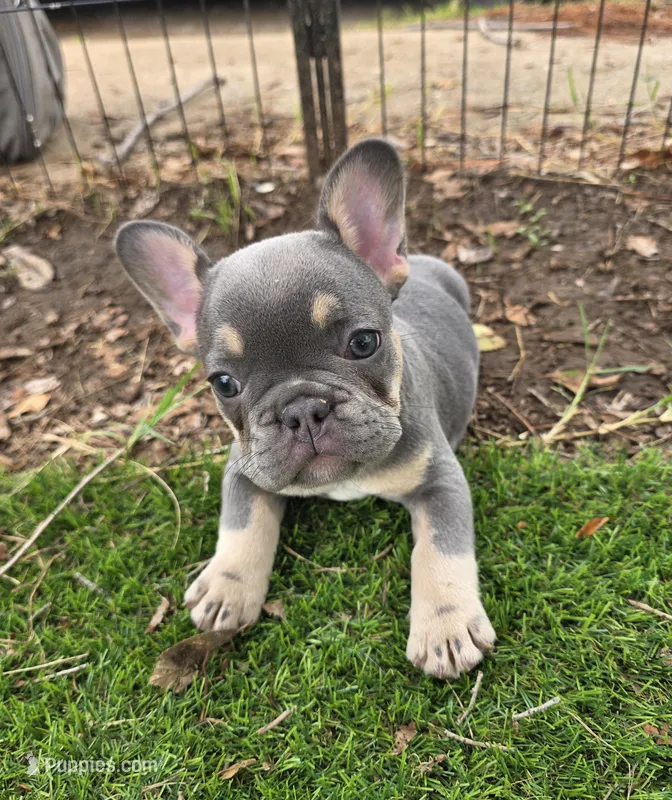 Ayla – French Bulldog puppy on hold in Enid, OK