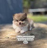 Kai, a male Pomeranian for sale in Enid, OK – 3 of 8