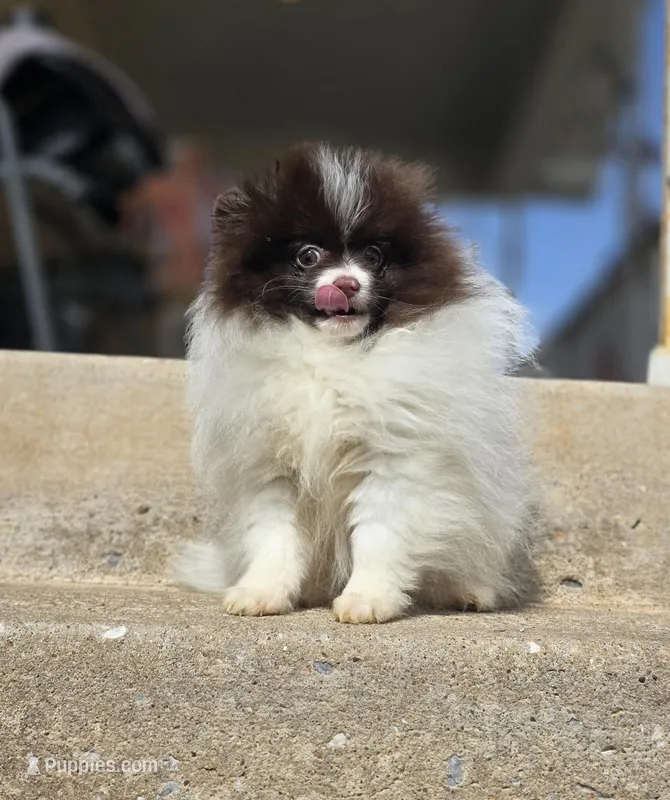 Pugsly – Pomeranian puppy for sale in Enid, OK
