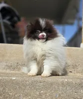 Pugsly, a male Pomeranian for sale in Enid, OK – Photo 1 of 5