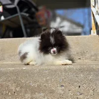 Pugsly, a male Pomeranian for sale in Enid, OK – Photo 3 of 5