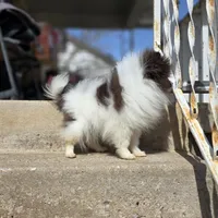 Pugsly, a male Pomeranian for sale in Enid, OK – Photo 4 of 5