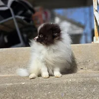 Pugsly, a male Pomeranian for sale in Enid, OK – Photo 5 of 5