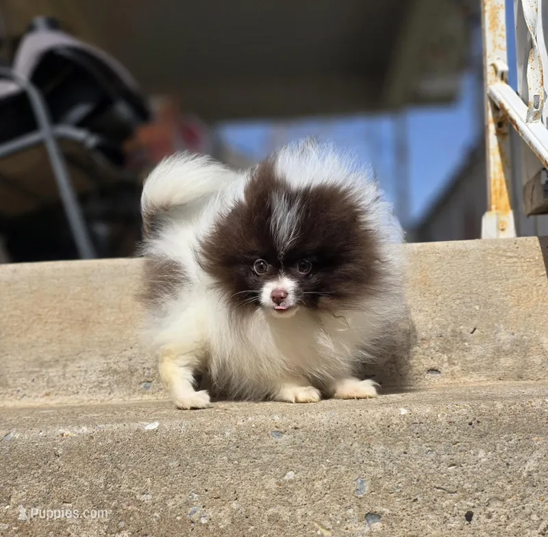 Pugsly – Pomeranian puppy for sale in Enid, OK