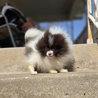 Pugsly, a male Pomeranian for sale in Enid, OK – Photo 2 of 5