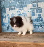 processed/3aa21ac8-882d-4049-817b-0c1b6a5b8b90/listing/0e4dcd70-6b7e-4245-a874-a6f56576d2a5/ee4a6af7-07c0-4562-9759-e1fd270ca119