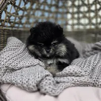 Buddy, a male Pomeranian for sale in Enid, OK – Photo 5 of 6