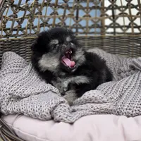 Buddy, a male Pomeranian for sale in Enid, OK – Photo 2 of 6