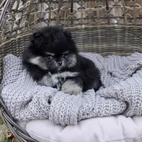 Buddy, a male Pomeranian for sale in Enid, OK – Photo 3 of 6