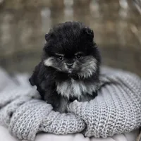 Buddy, a male Pomeranian for sale in Enid, OK – Photo 6 of 6