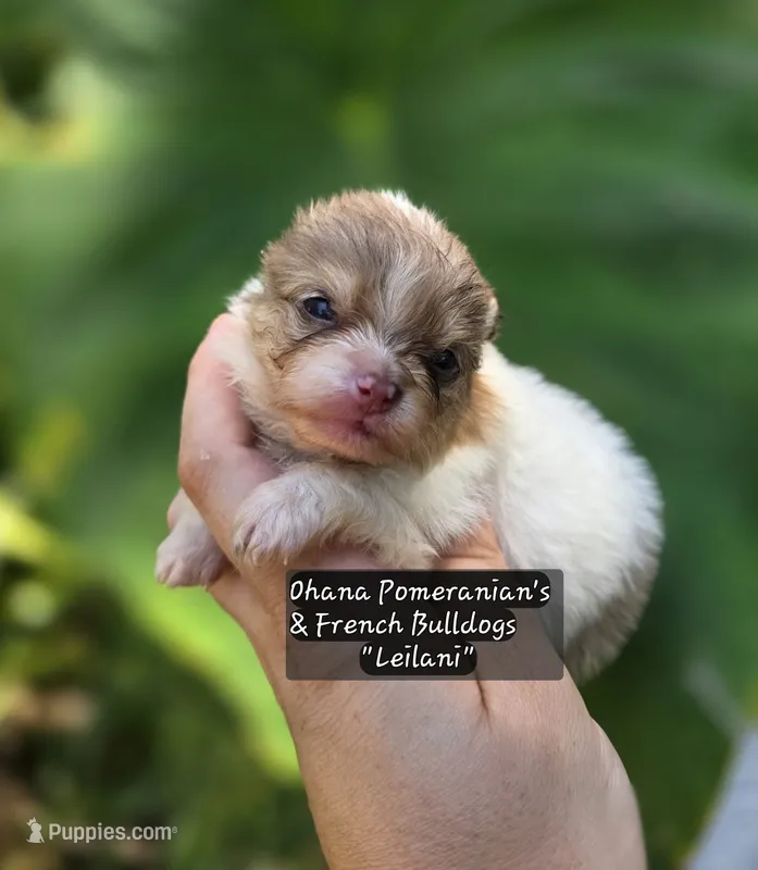 Leilani – Pomeranian puppy for sale in Enid, OK