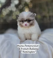 Remington , a male Pomeranian for sale in Enid, OK – 7 of 7